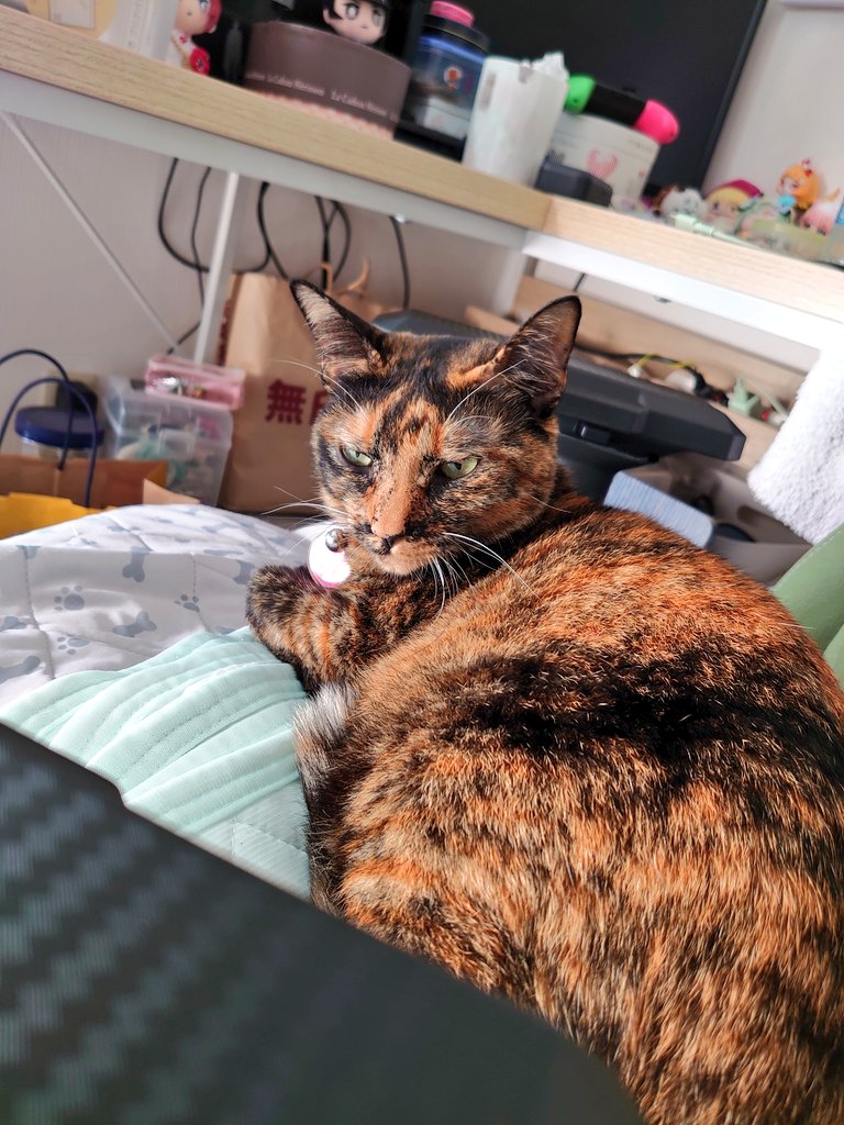 ねこの日と聞いて。我が家のにゃんこたちも見て🤗