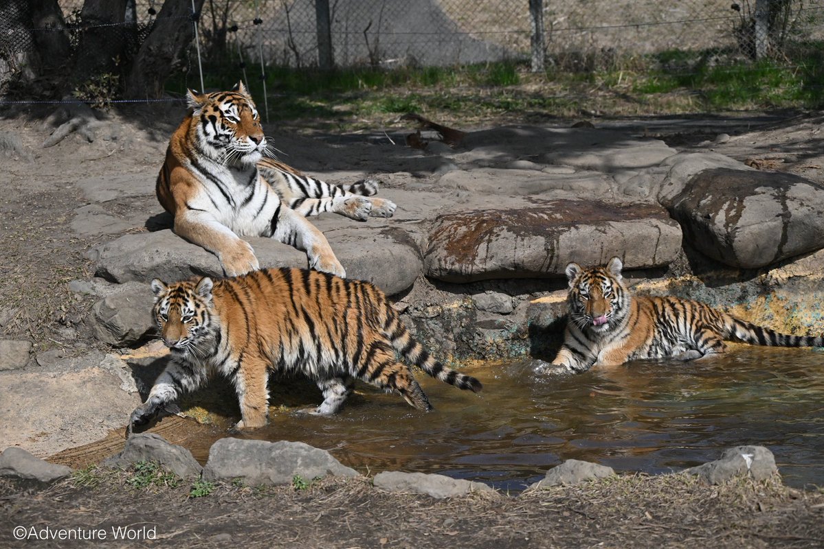 黒猫の肉球 (@black_Cait_4) / Posts / X