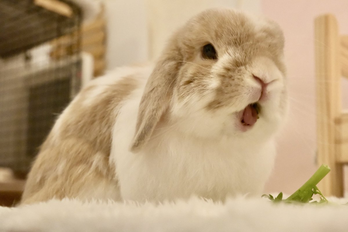 ガオーッ‼️‼️