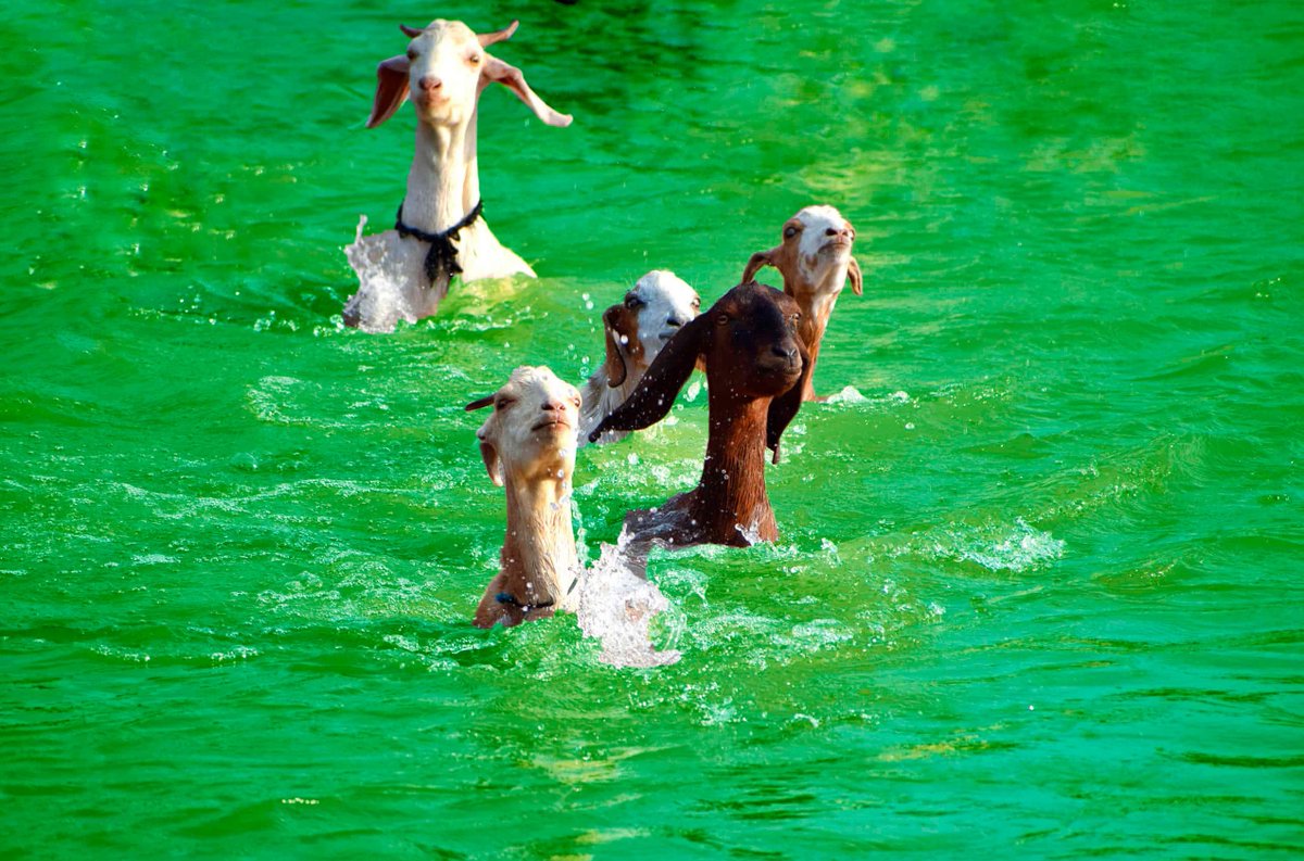 Billy Goat Tavern tweet media