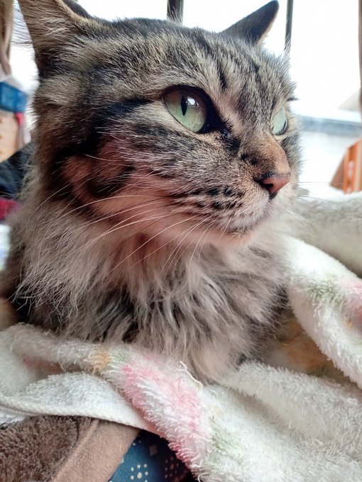 ねこのひですって 