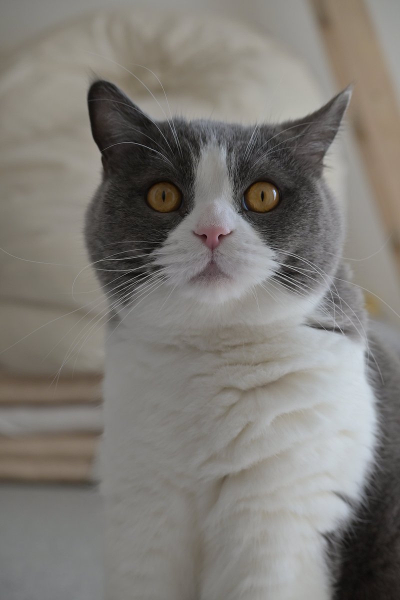 かわいいんだよなぁ〜！ #猫の日 #ブリティッシュショートヘア