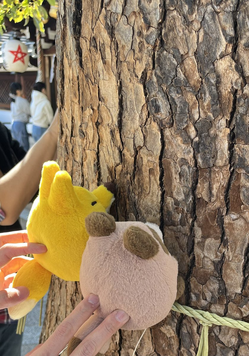 お参りして　御神木に触りました