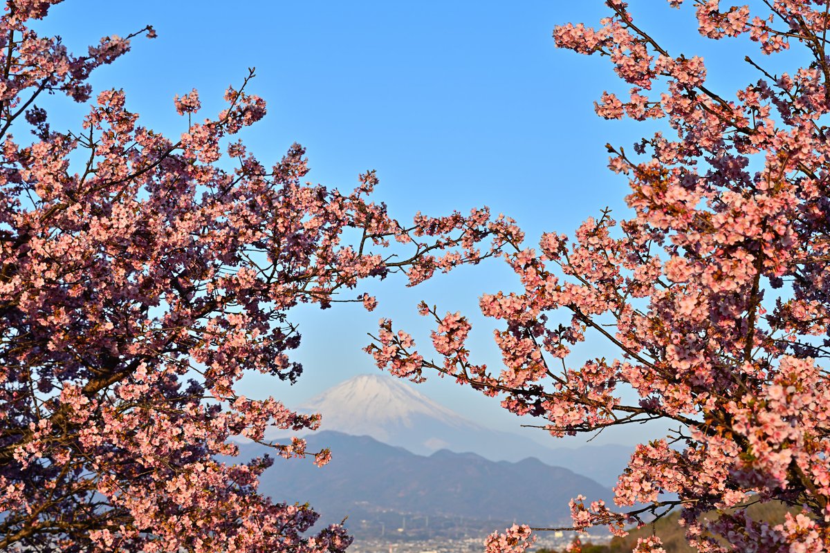 満開の河津桜と富士山🗻🌸 #Nikon #Photograph #Z7 #おおいゆめの里