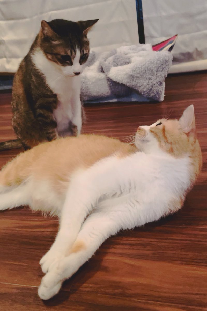 2/22、にゃんにゃんにゃんの日ということで…🐱 一触即発なうちの子たち