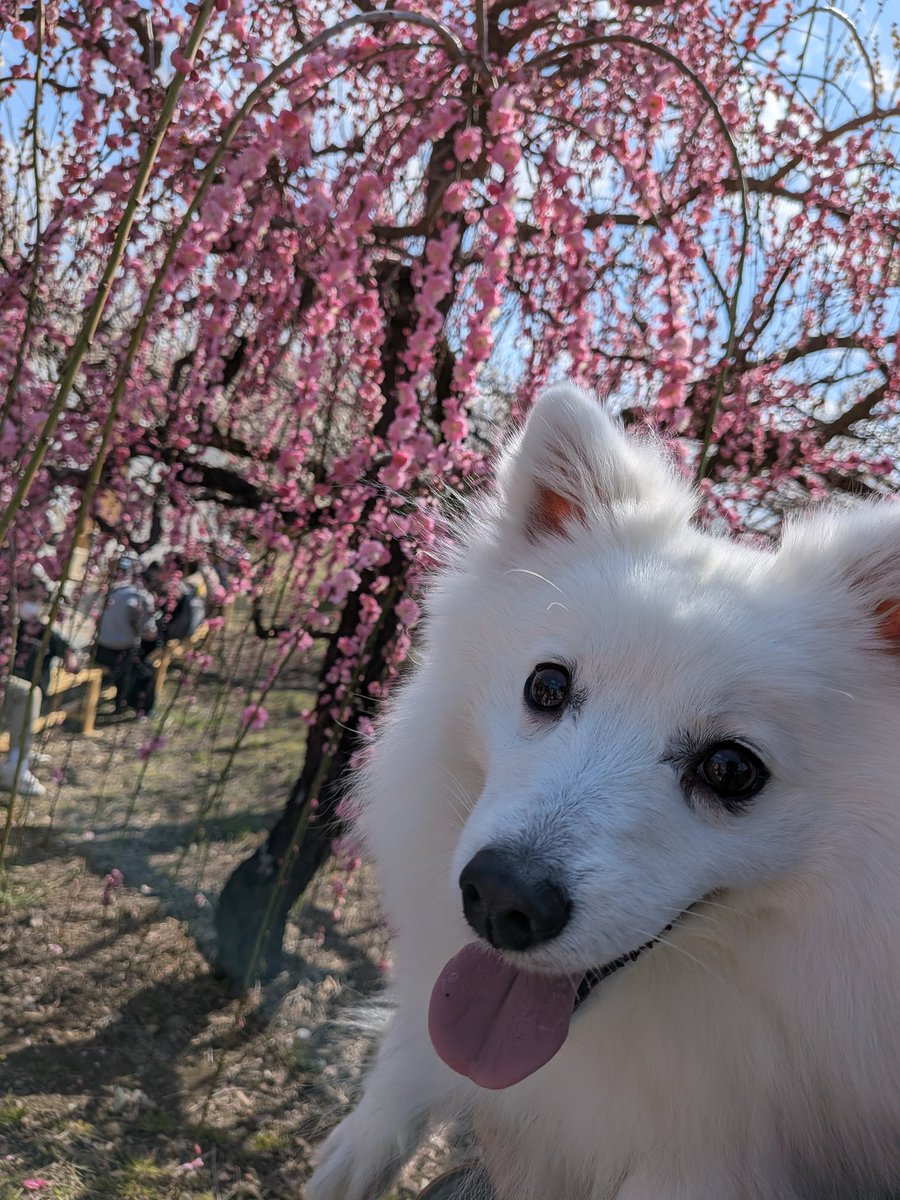 noel0702_spitz's tweet photo. 梅を見に来たよ〜！

#日本スピッツ
#犬のいる暮らし https://t.co/qdEwVRXol4