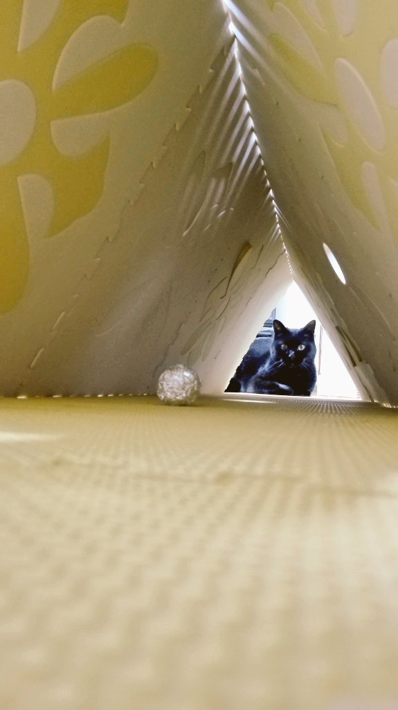 こちらがねこのて印章堂のシンボルマークにもなった実家の猫です。
#猫の日