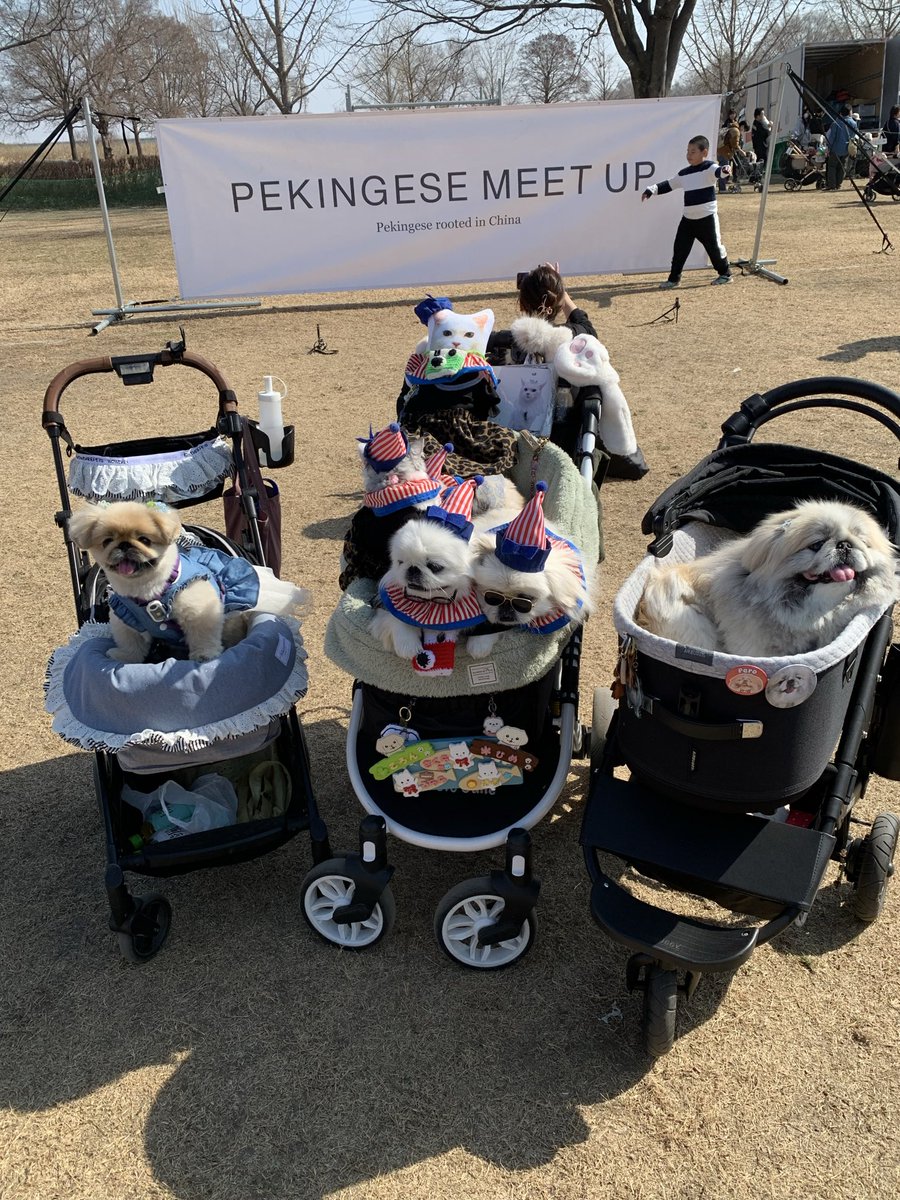 #2026ペキニーズフェス
#ペキニーズ
#犬との暮らし　

楽しい一日😃をありがとうございました♪

又来年も宜しくお願いします🙇
ラムネ　ママ🐾🐶