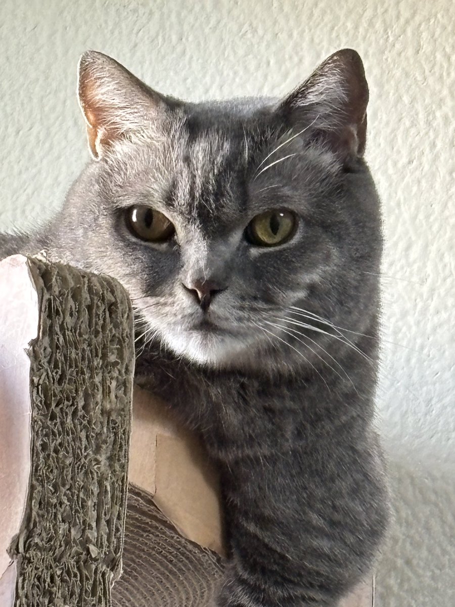 spiny_1111's tweet photo. 何かを訴えられている。。
#222猫の日おめでとう
#今ちゅ〜るを食べたばかり https://t.co/626p4FaoBx