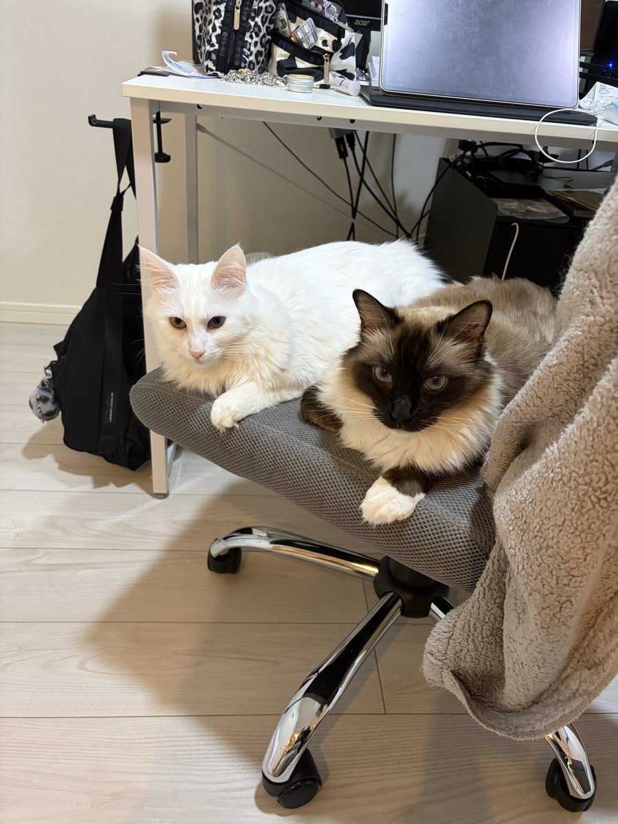 にゃんにゃんにゃん！