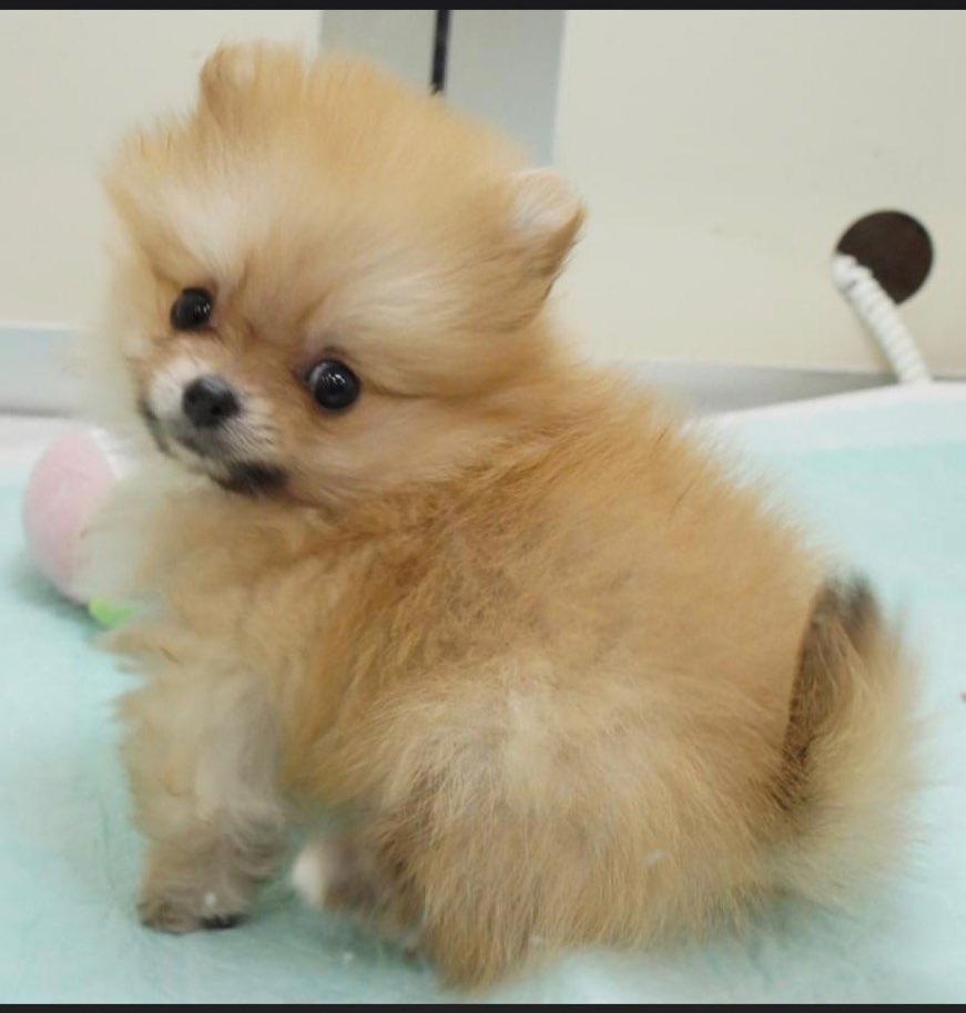 Pomeranian0222's tweet image. 6才になったよ〜♡♡