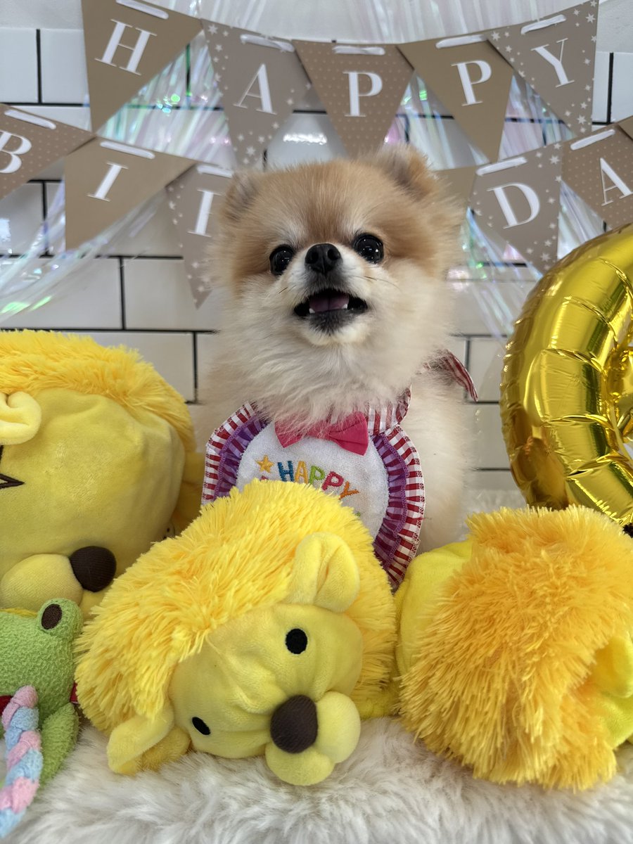 Pomeranian0222's tweet image. 6才になったよ〜♡♡