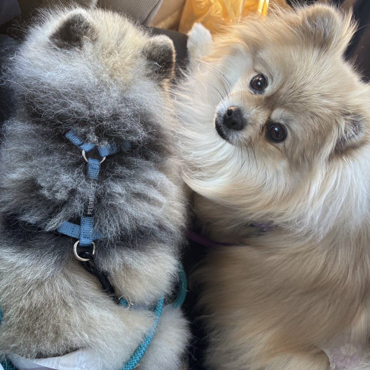 メイぷにゅ@ポメ (@maypunyu_pome) / Posts / X