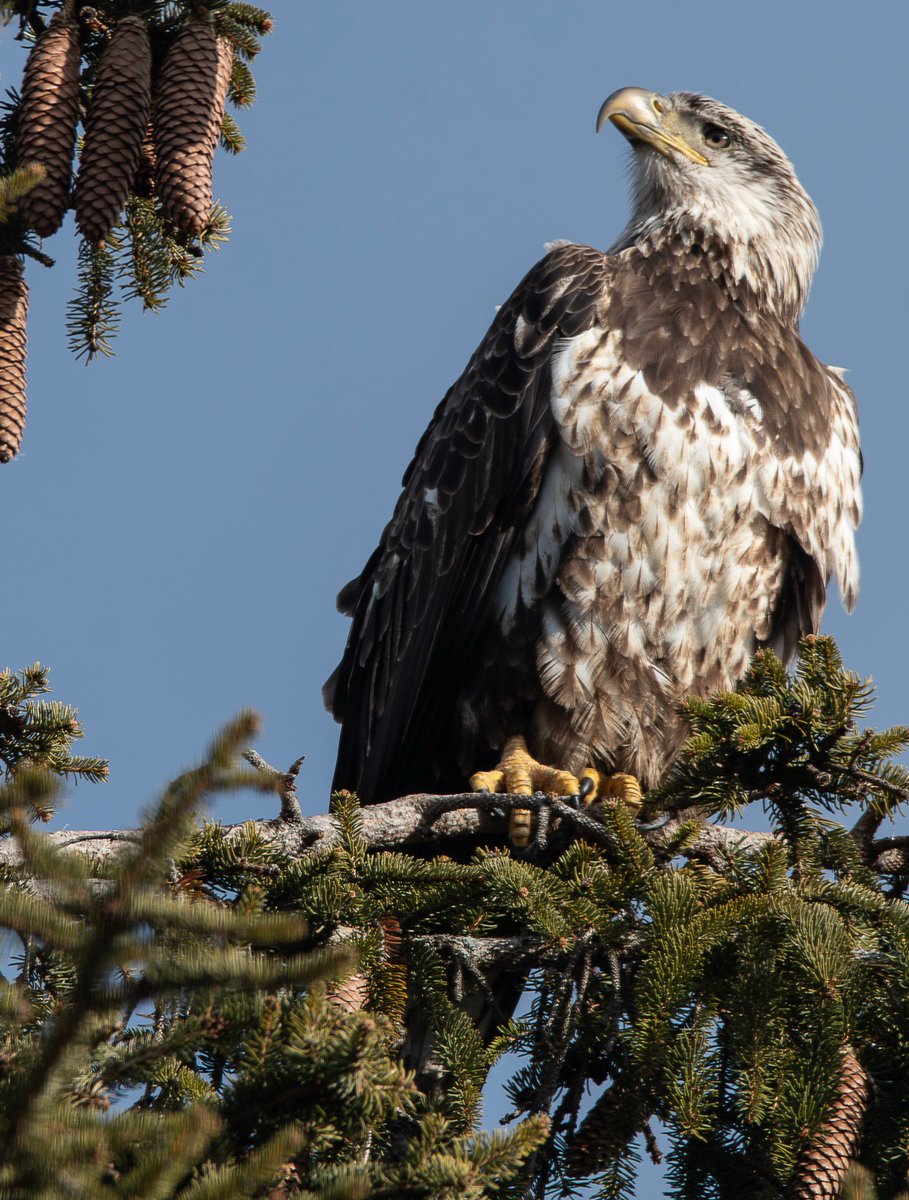 Alex Critelli tweet media