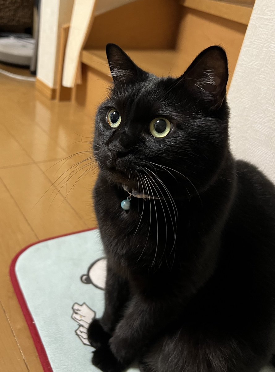 宮内信子 tweet media