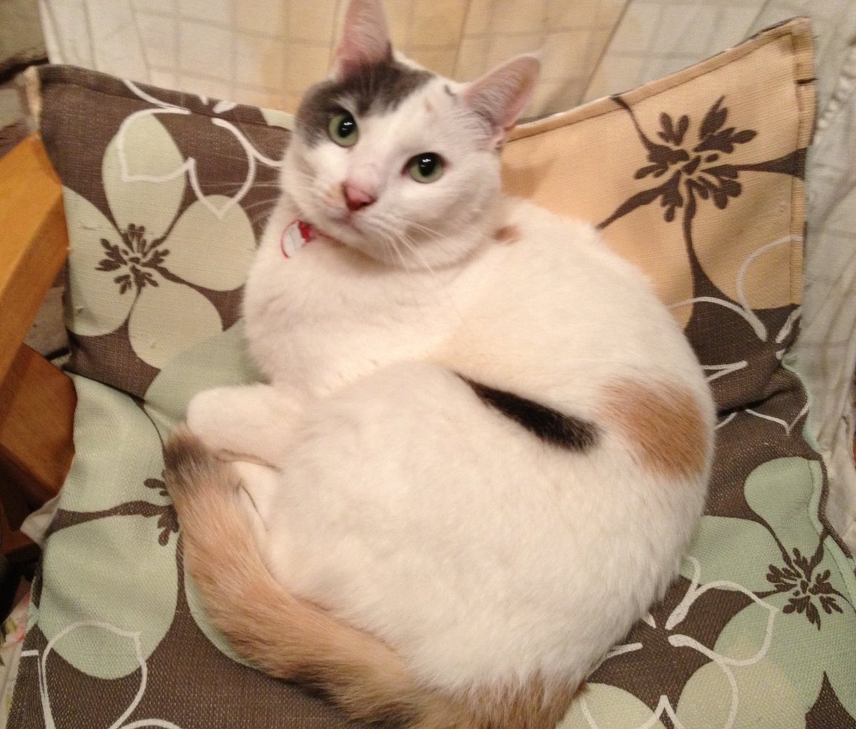 故・猫チャン達 #猫の日