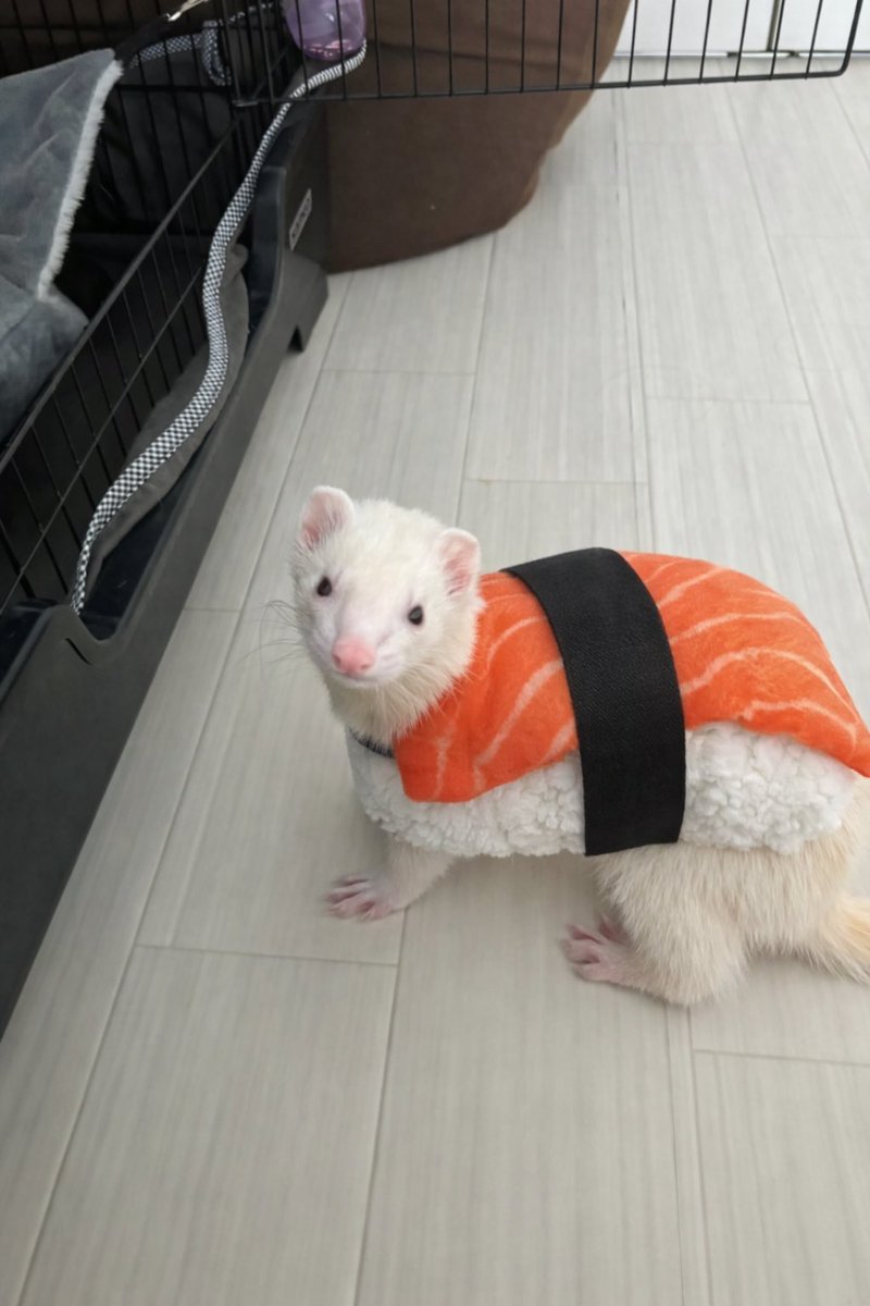 お寿司食べたい🍣