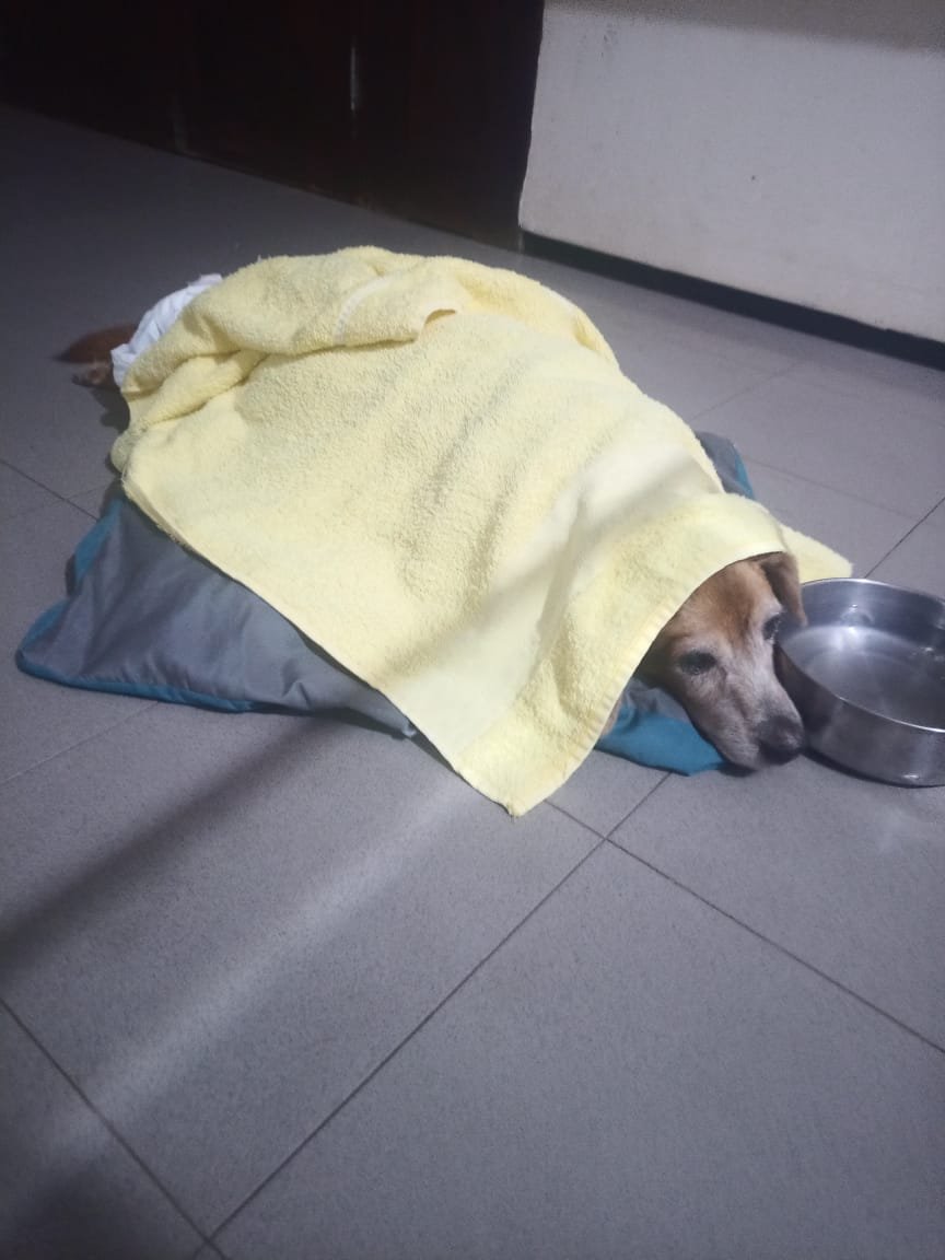 ! NagashiX tweet media