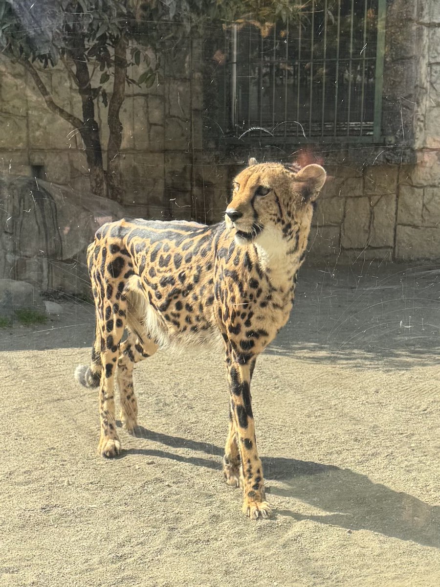 clronosuke's tweet image. 猫の日のチーターとgmw-b5000の222スロットで金運アップ❓