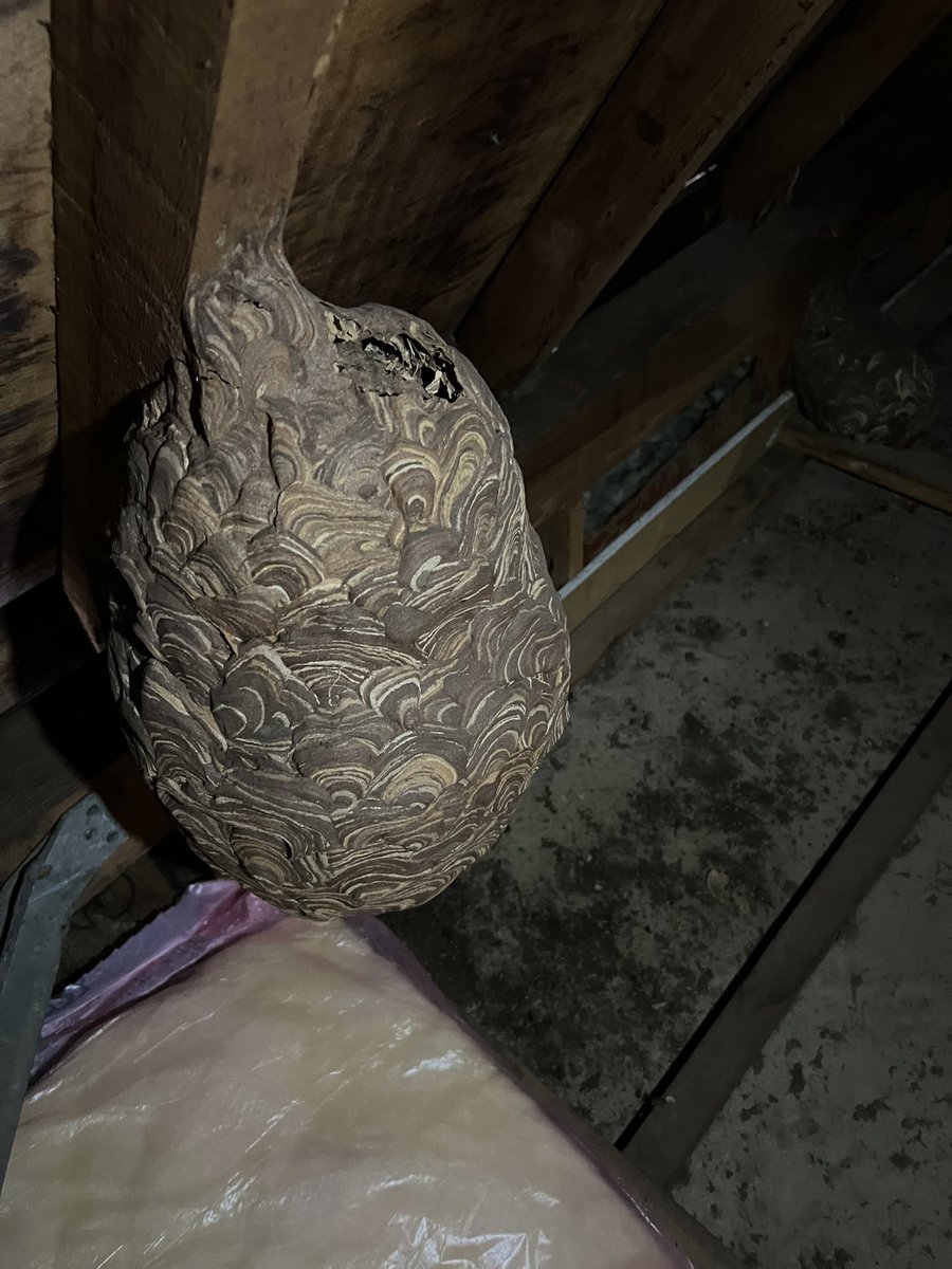 GoodLuck_gr's tweet photo. 屋根裏にこんなのあったんですけど、まだ住んでるんですかね？
とりあえず怖いのでスルーしましたが、後で家賃請求しようかな？笑 https://t.co/mwjspEONAE