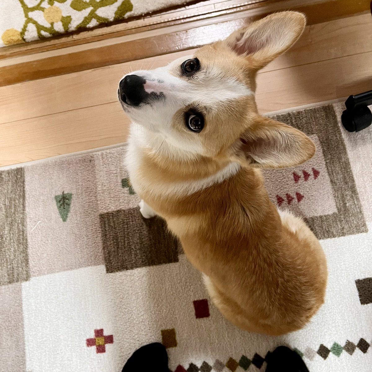 ぬまっしー tweet media