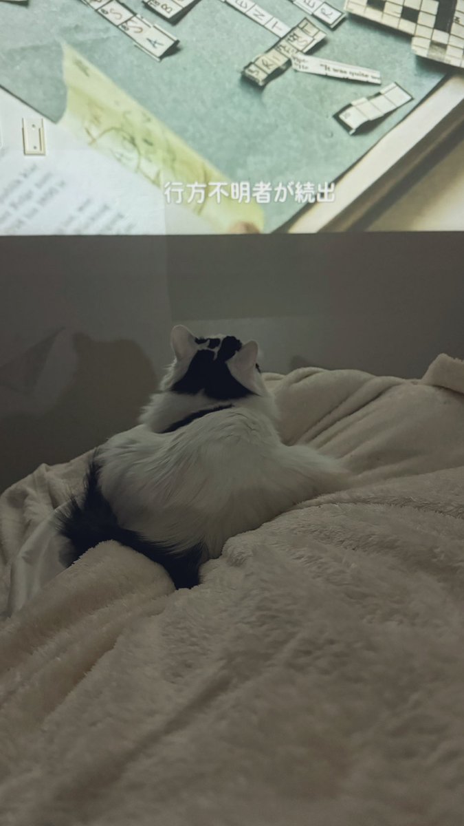 2月22日 世の中全ての猫たちが幸せに暮らせますように(字幕が不穏)