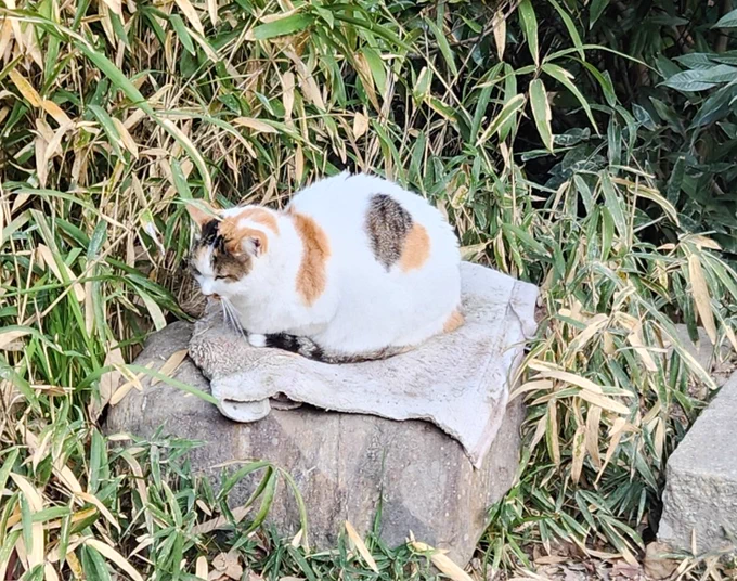 #猫の日 京都にいた子