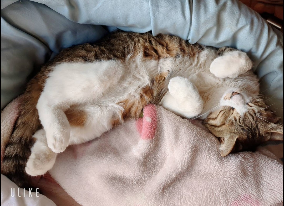 ふわふわお布団大好き🐈️🐾 #ねこの日