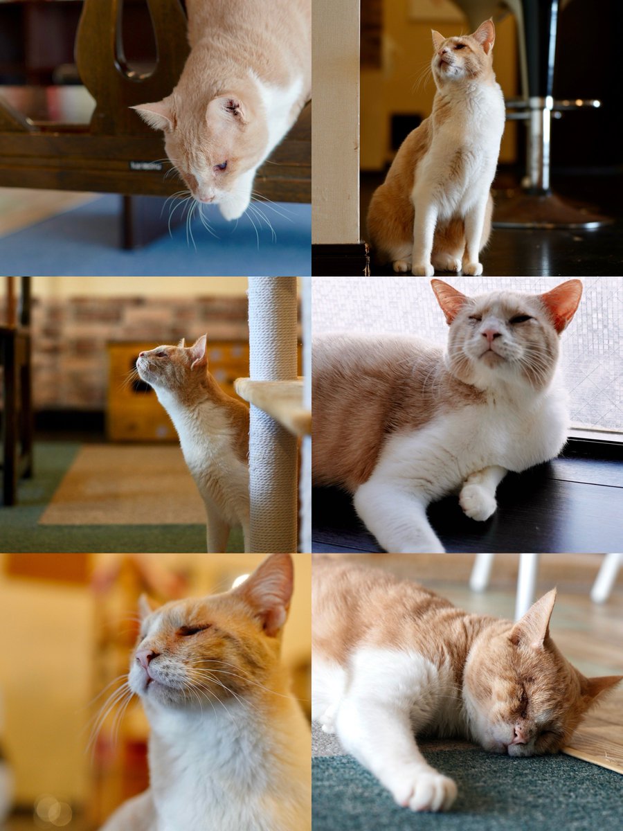 😺ニャンニャンニャンの日（2/22） #猫カフェミーシス #保護猫