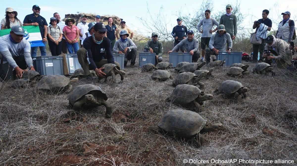 Ecuador released 158 giant tortoises in the first phase of an ambitious rewilding effort at the World Heritage Site. Read more: p.dw.com/p/59Bov