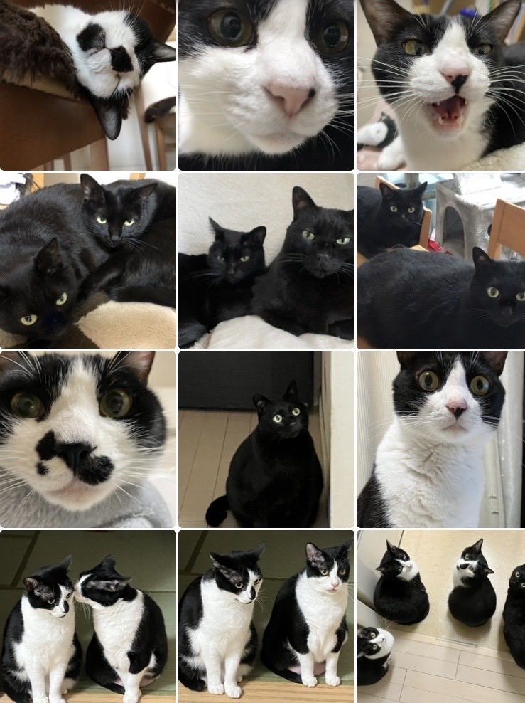 222猫の日🐈‍⬛

全てのニャンコ達が幸せで楽しい毎日を過ごせますように🙏

#猫の日 #猫の日2026