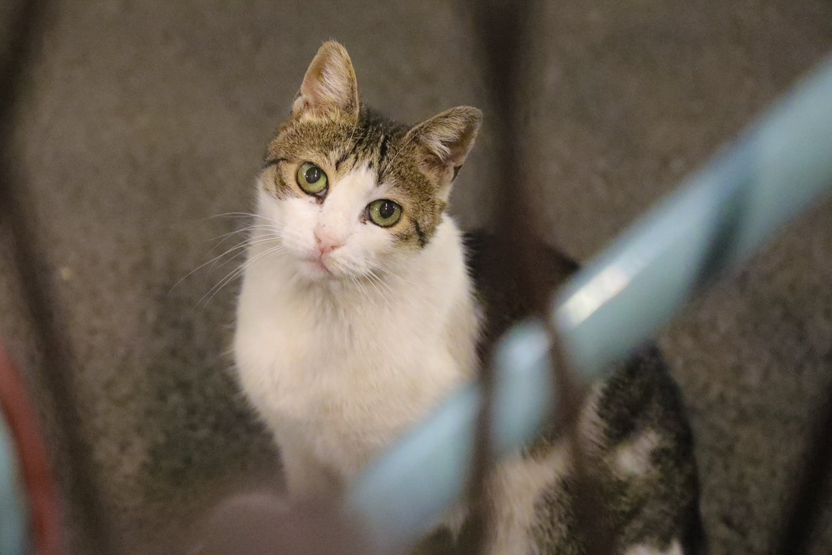 ウクライナのオデッサで出会ったかわいい猫ちゃんでも再掲しておくか