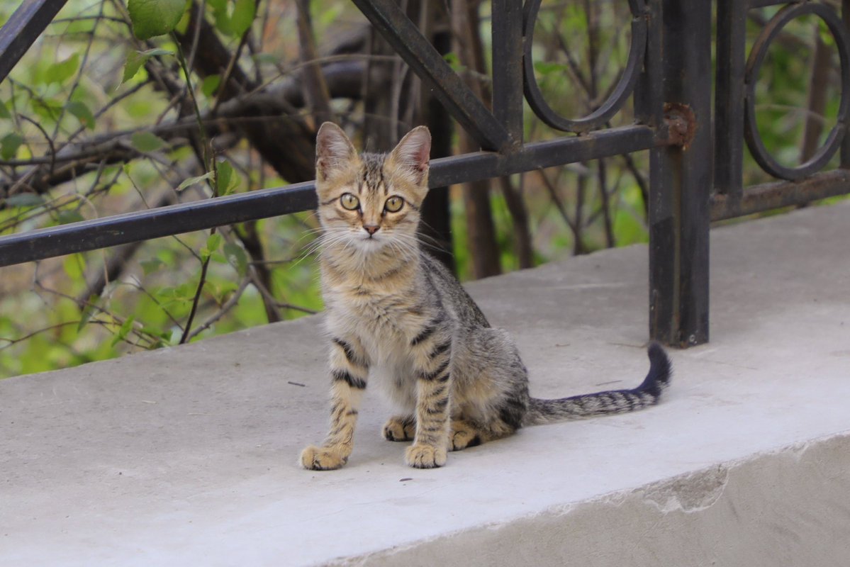 ウクライナのオデッサで出会ったかわいい猫ちゃんでも再掲しておくか