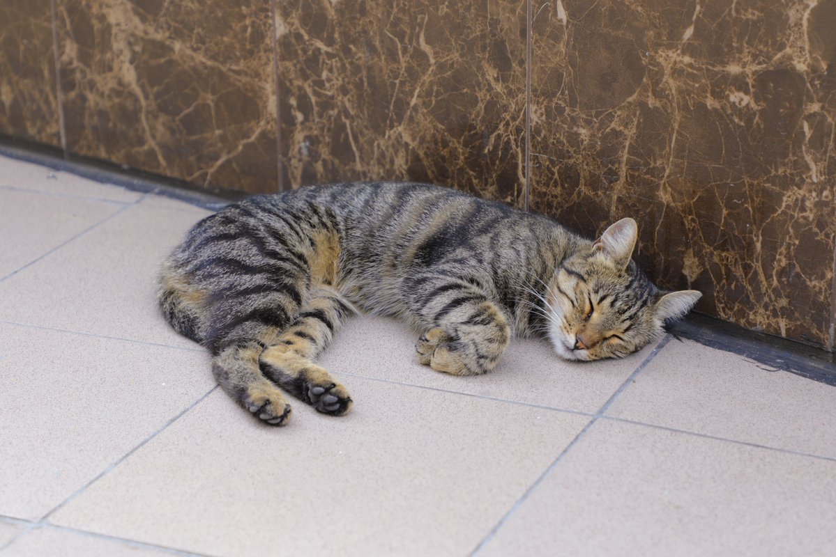 ウクライナのオデッサで出会ったかわいい猫ちゃんでも再掲しておくか