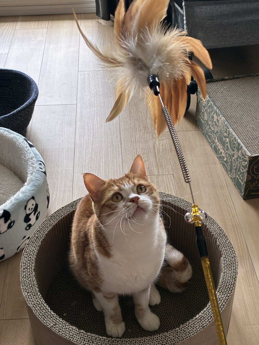 猫の日イベントでチャリティー品を色々買ってきたよ。福袋も買った🤣
とても気にいった様子のホジェ🐱

 #ねこかわいいね
 #猫の日