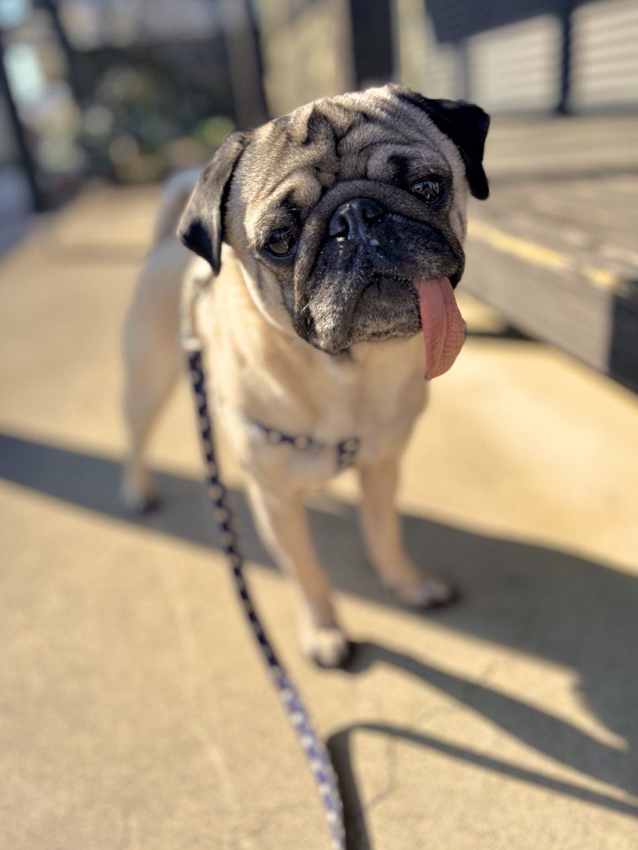 YujiToriyama's tweet image. お散歩日和👌#pug