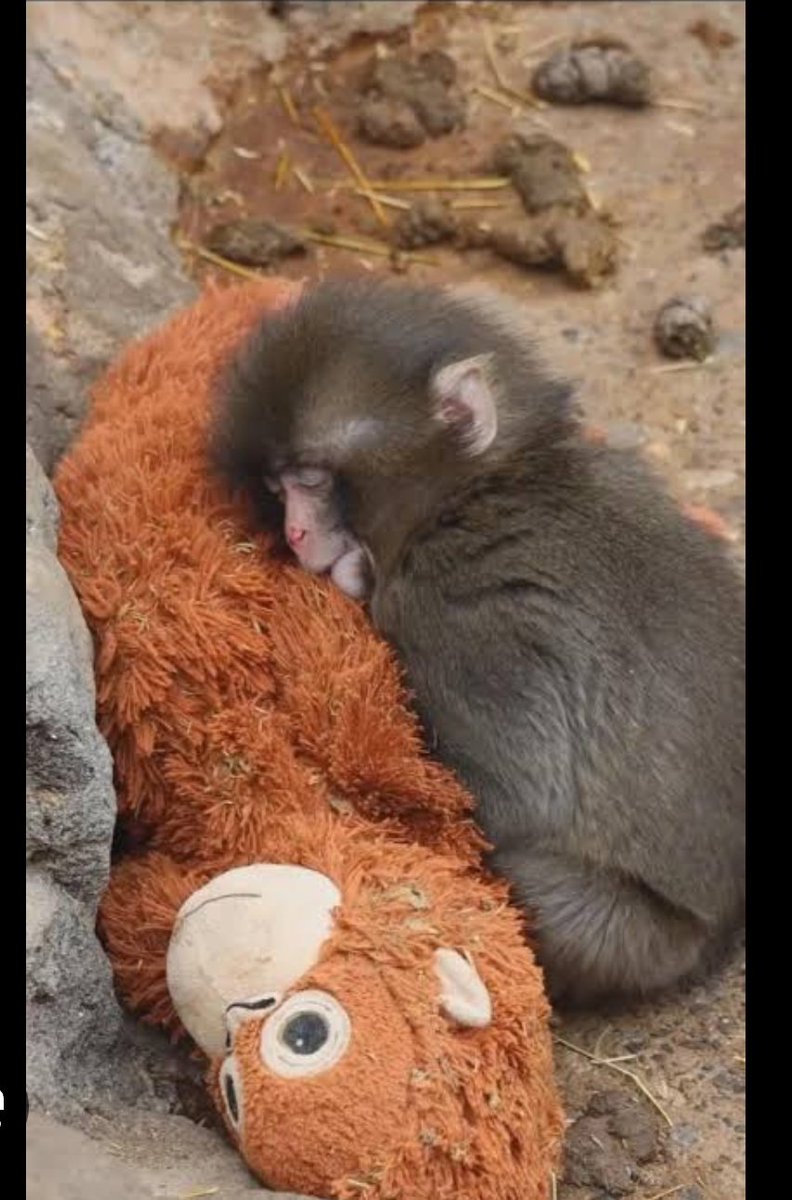 Deepeshpatel87's tweet image. भारतीयों को जापान के बन्दर की चिंता तो है लेकिन पटना में रखे हुए इस सफेद बाघ की चिंता किसी को नहीं है !!

आखिर जानवरों के हिस्से का मांस कौन खा रहा है ।

जापान के बन्दर की वीडियो वायरल होने के बाद पूरे देश की मीडिया और सोशल मीडिया प्लेटफॉर्म पर यही खबर चल रहा है।

लेकिन पटना के