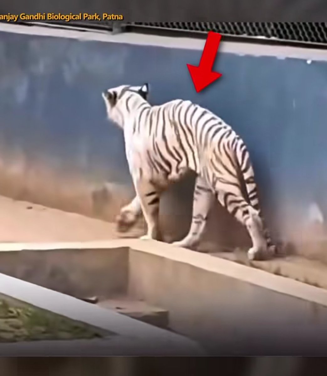 Deepeshpatel87's tweet image. भारतीयों को जापान के बन्दर की चिंता तो है लेकिन पटना में रखे हुए इस सफेद बाघ की चिंता किसी को नहीं है !!

आखिर जानवरों के हिस्से का मांस कौन खा रहा है ।

जापान के बन्दर की वीडियो वायरल होने के बाद पूरे देश की मीडिया और सोशल मीडिया प्लेटफॉर्म पर यही खबर चल रहा है।

लेकिन पटना के