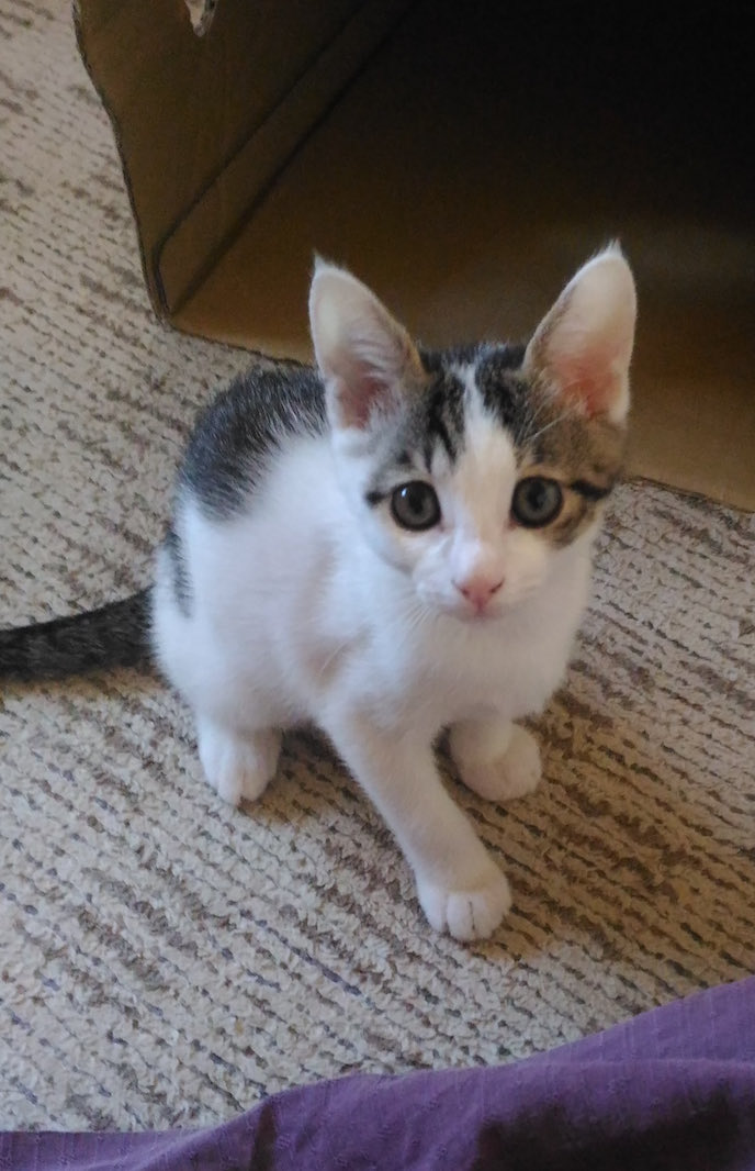 guide_el's tweet image. 猫の日✨
我が家に来た頃のなっちゃん🐈と現在のなっちゃん🐈
立派な猫になったね‼️
これからもヨロシク🥰
ﾆｬﾝﾆｬﾝﾆｬﾝ✨
#猫の日
@aimyonGtter