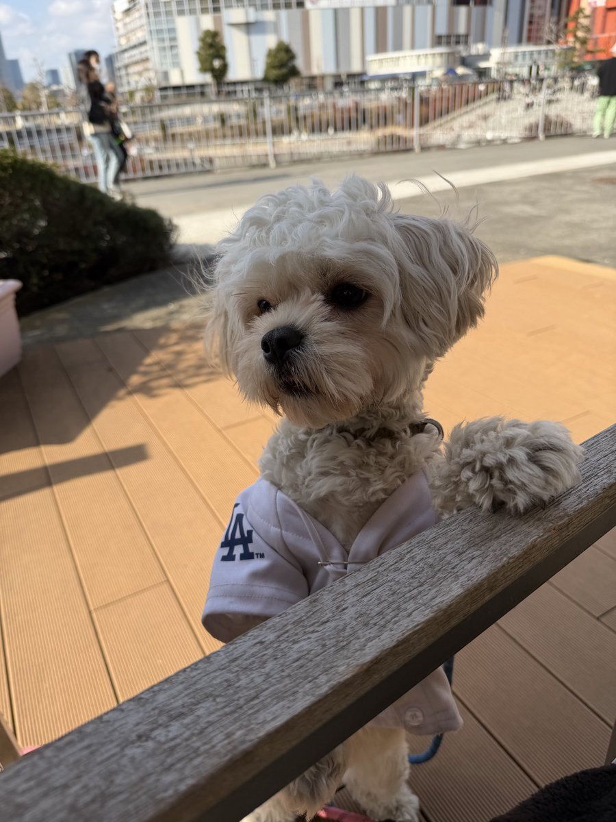 I see a dog and I say Hell Yeah! 🐶🐶