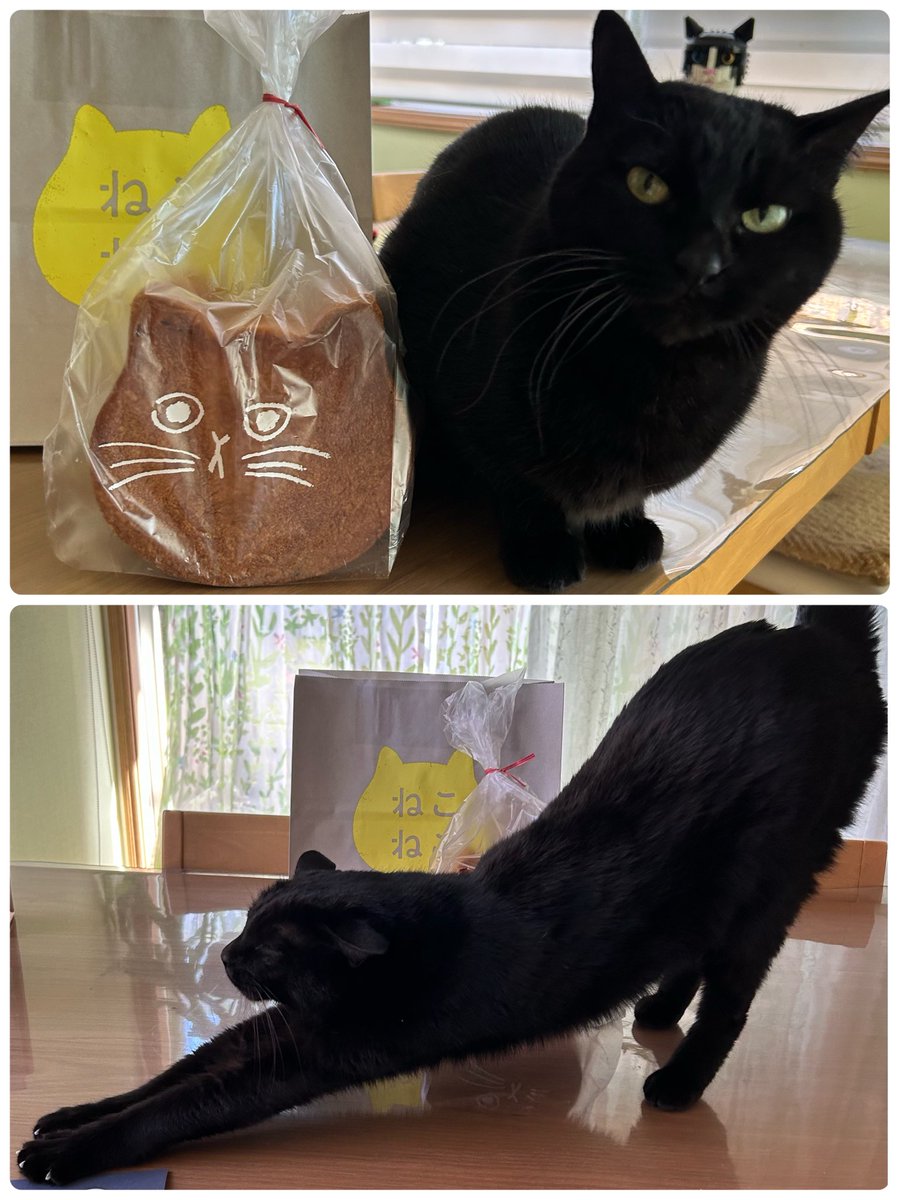 ねこねこ食パン【公式】 (@neko_shoku) / Posts / X