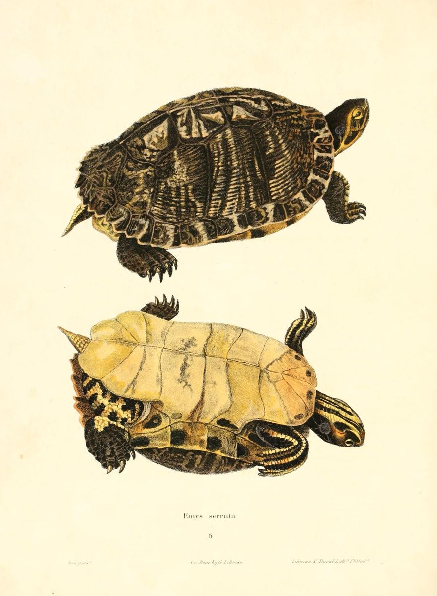 CRCiencia's tweet image. ILUSTRACIENCIA
Emys muhlenbergii / Emys serrata
📚 North American herpetology v1, Philadelphia, J.Dobson, 1842
#Reptiles #IlustraCiencia