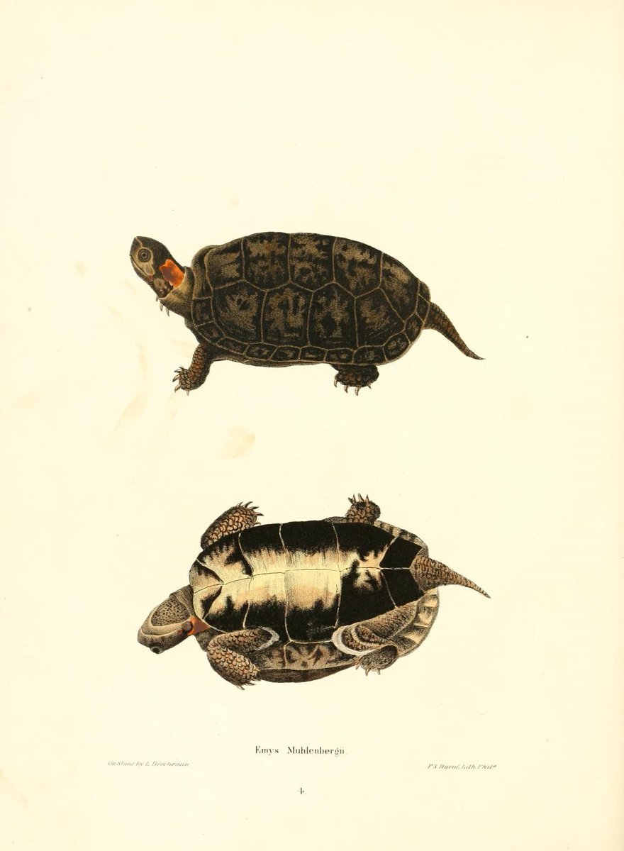 CRCiencia's tweet image. ILUSTRACIENCIA
Emys muhlenbergii / Emys serrata
📚 North American herpetology v1, Philadelphia, J.Dobson, 1842
#Reptiles #IlustraCiencia