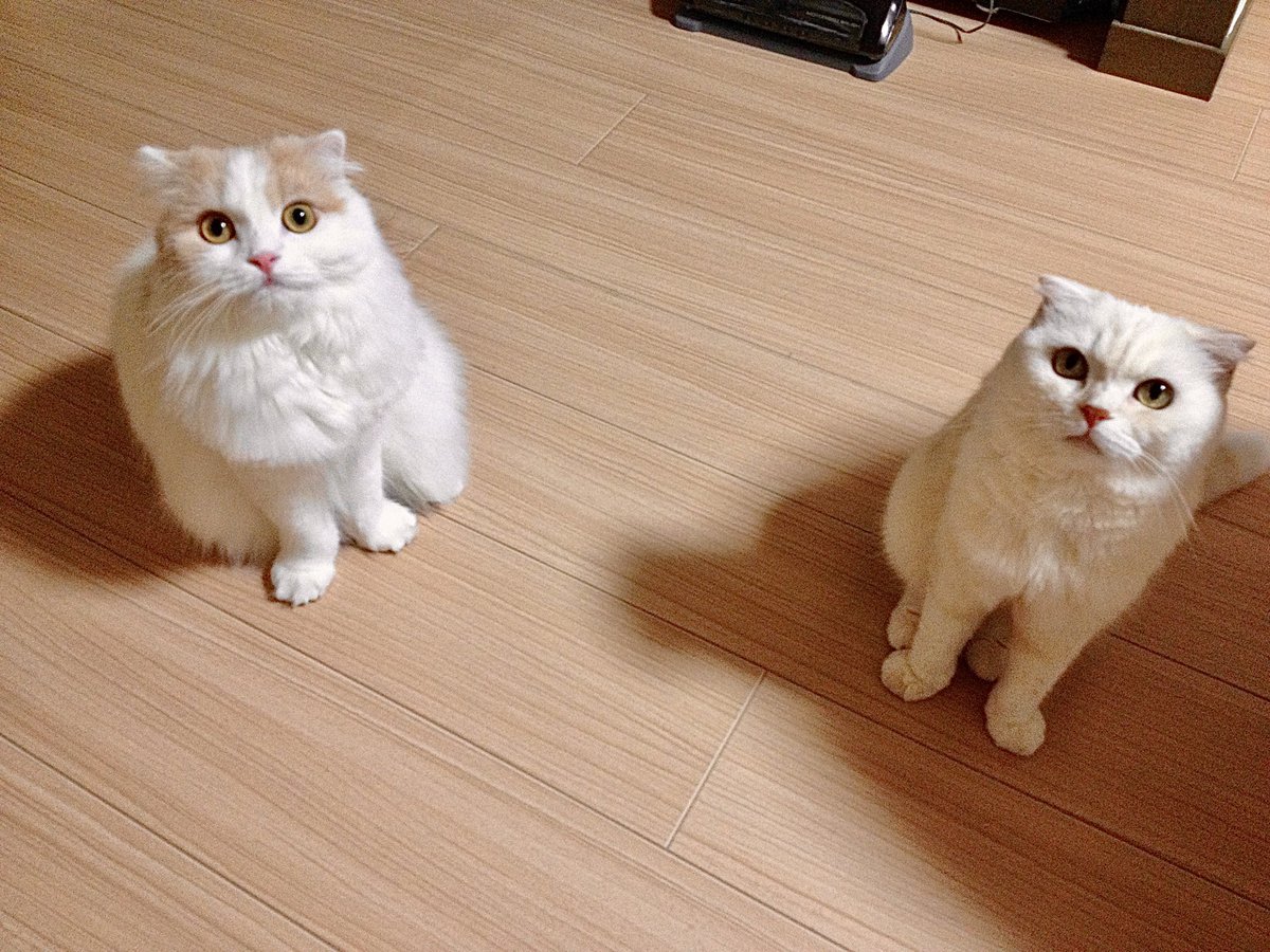 いつもたくさんの癒しをありがとう♡

 #猫の日
 #にゃんにゃんにゃん