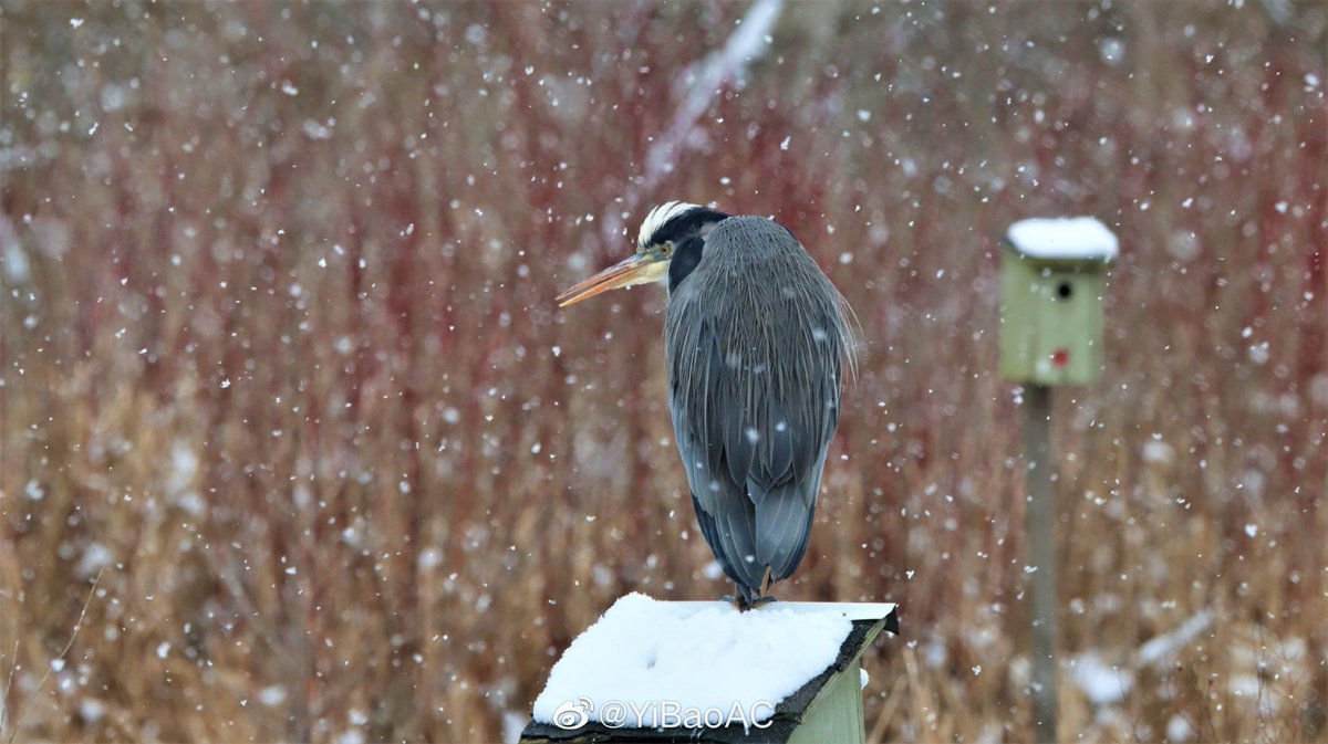 Great Blue Heron in the snow

Feb 2021

#birds