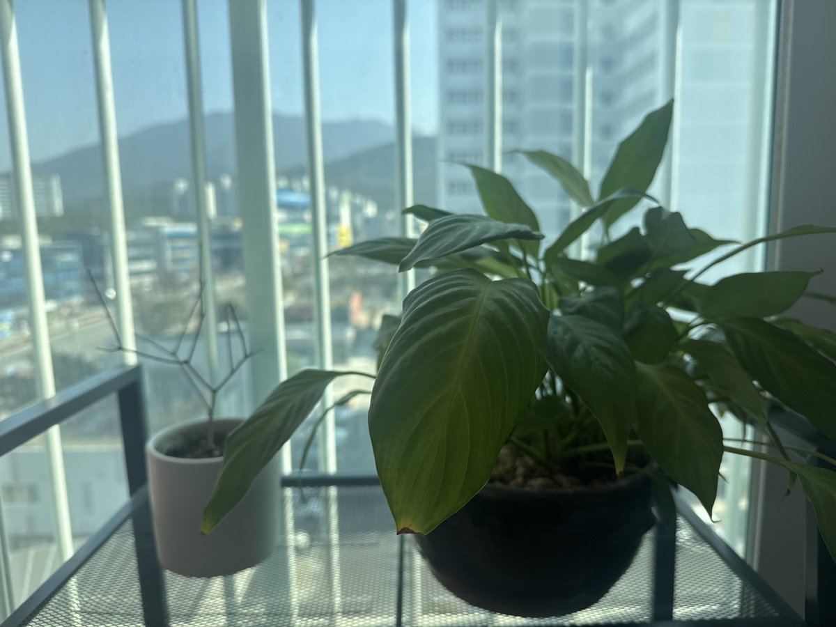 봄이 오는가보다.
진이 우니 다시 베란다에서 합방 시작함.