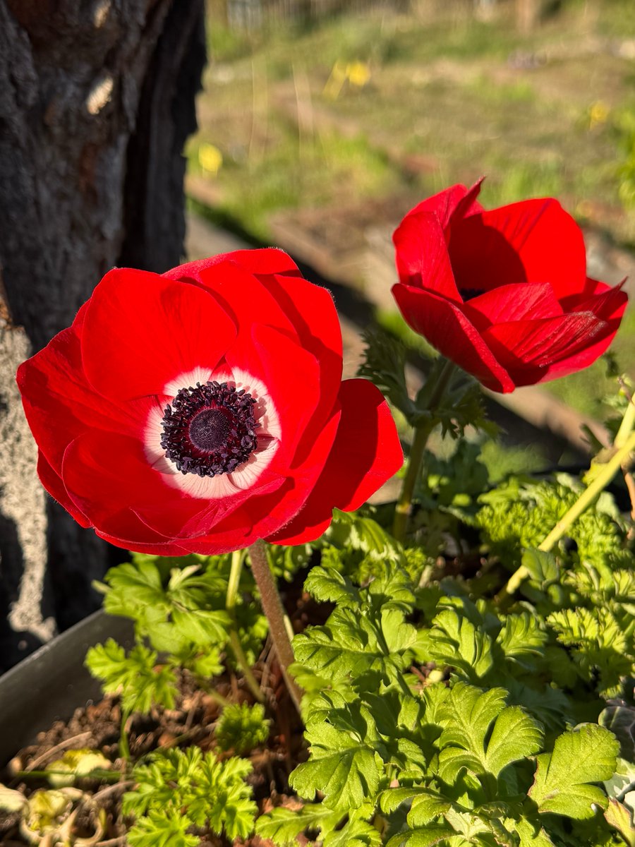 Nueva paleta de colores…..!! Feliz día, amén, cocinen y beban con buen acierto.