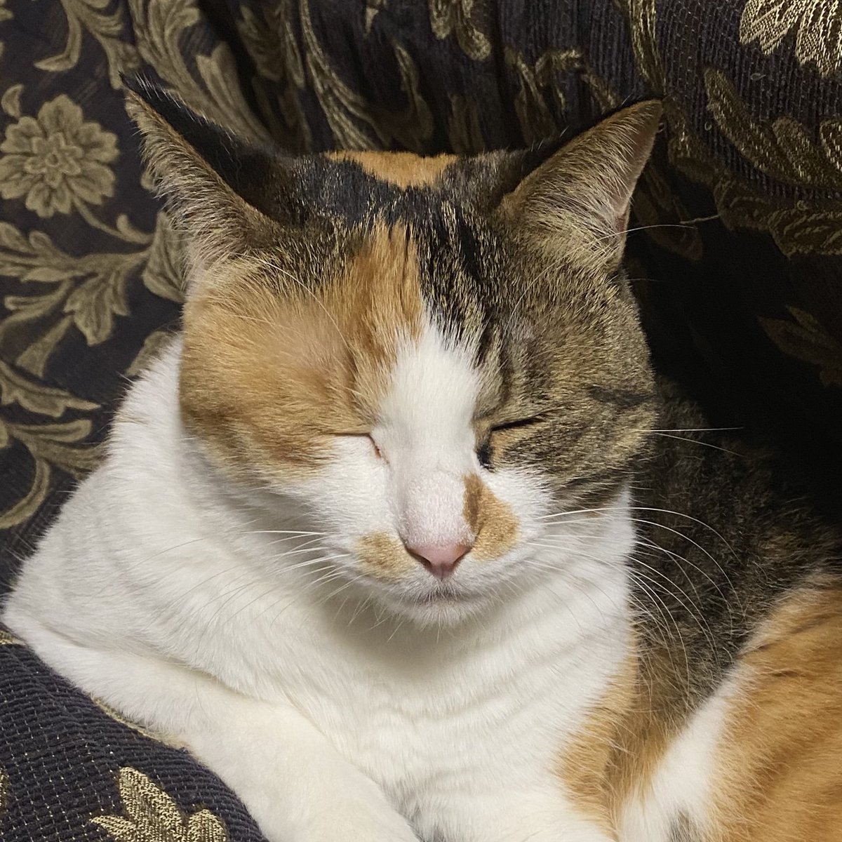 すぎの tweet media