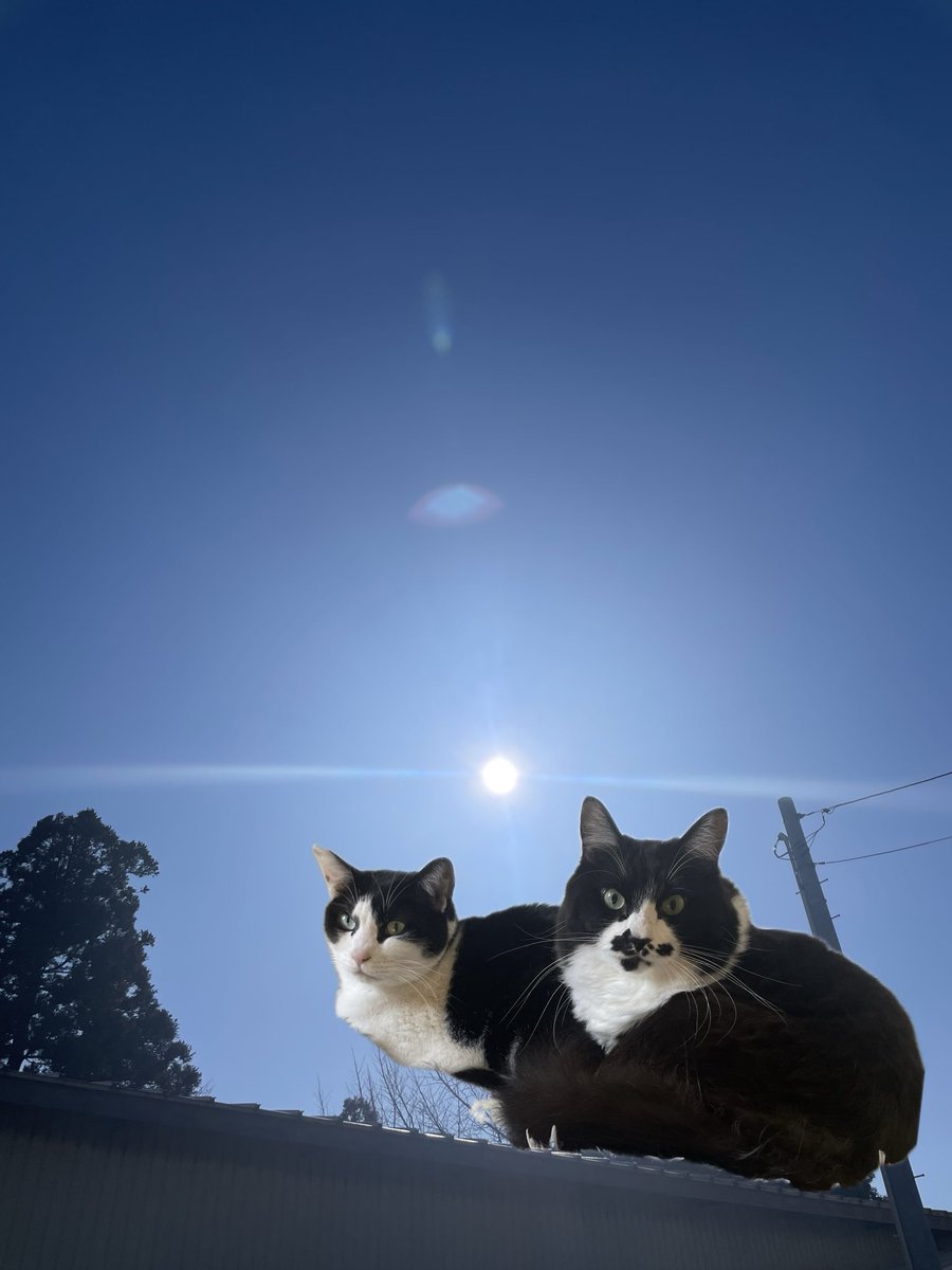 らいおん丸 (@lionmaru_046) / Posts / X