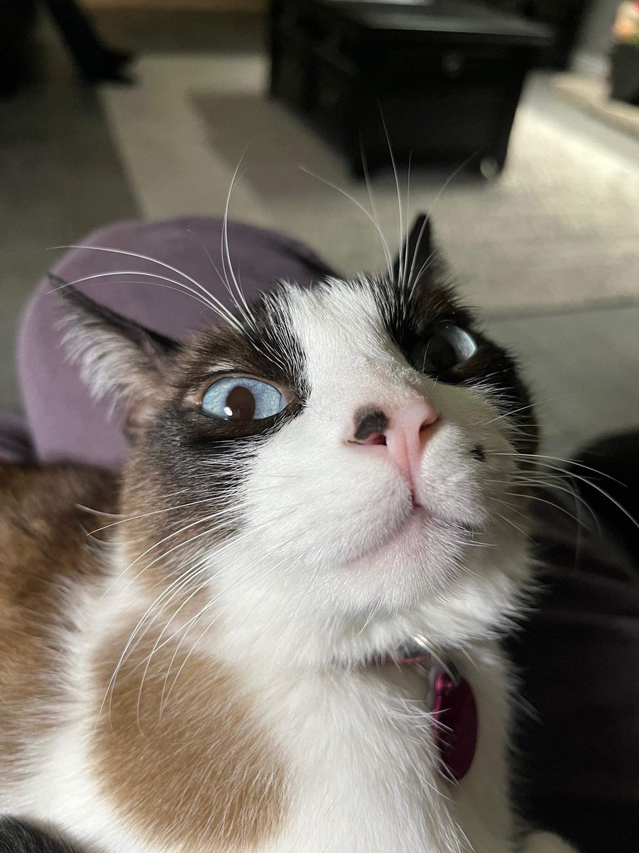 Post by Allan on X: #猫の日